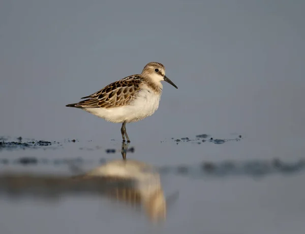 Little stint on the water — Stock Photo, Image