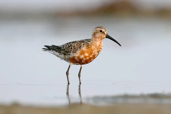 Der Brachwasserläufer (calidris ferruginea)) — Stockfoto