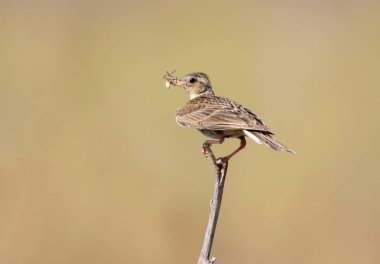 Gaga örümcek ile Avrasya skylark 