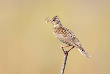 Gaga örümcek ile Avrasya skylark