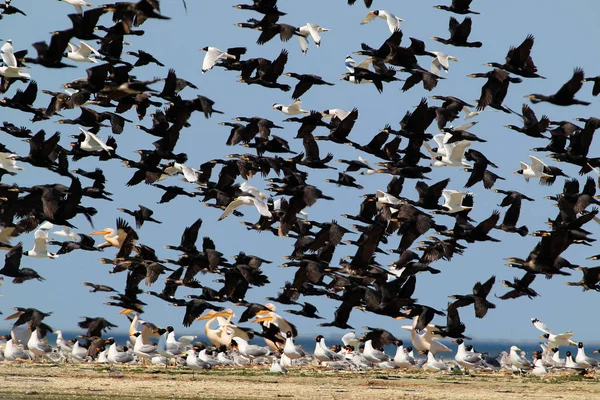 Μίγμα μεγάλο σμήνος των διαφόρων υδρόβιων πτηνών που απογειώνονται από την ακτή — Φωτογραφία Αρχείου