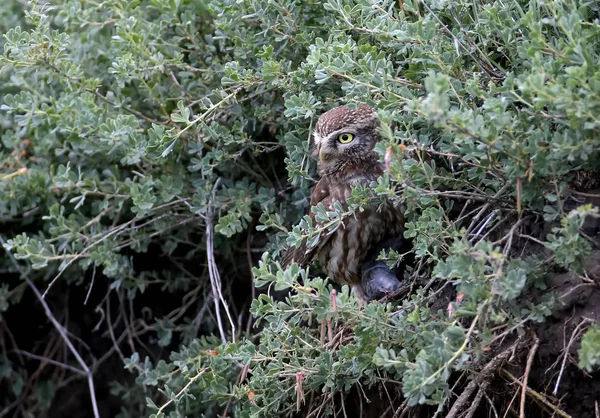 Ungewöhnlicher Blick auf erwachsene kleine Eule im großen Gras — Stockfoto