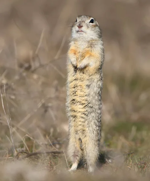 Gesprenkeltes Ziesel steht in lustiger Pose — Stockfoto