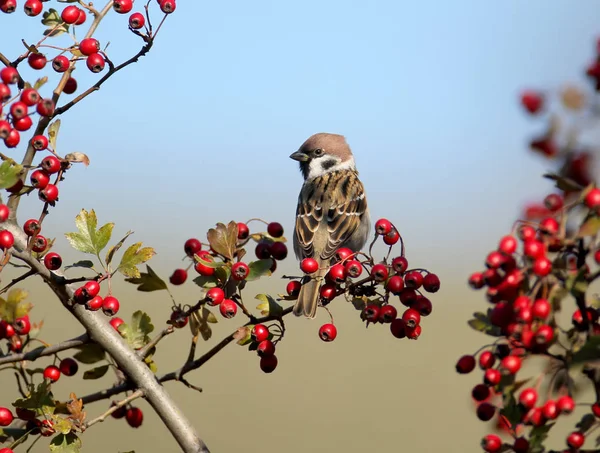 Porträtt av berget sparv med röda bär — Stockfoto