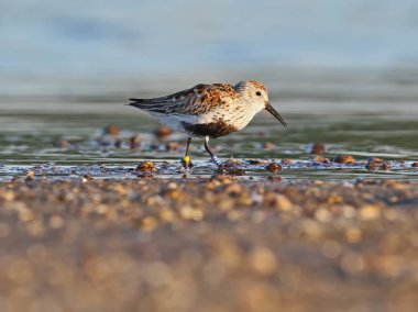 Lega yumuşak sabah ışık halkaları ile dunlin