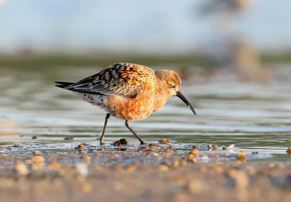 Yumuşak sabah ışıkta Kızıl kum kuşu