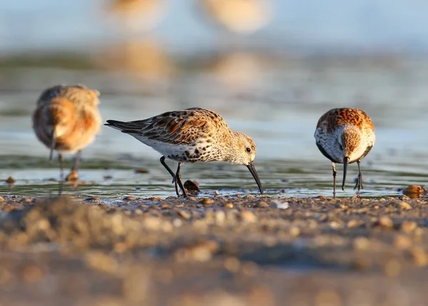 Dunlin halkaları yumuşak sabah ışık bacaklar ile