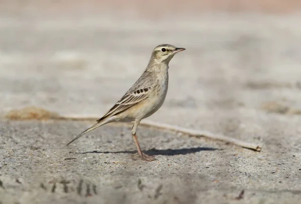 Tawny pipit is sitting on the ground. — Stock Photo, Image