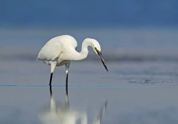 Kleiner Silberreiher fischt im Wasser — Stockfoto