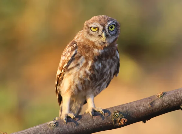 Junge kleine Eule posiert — Stockfoto