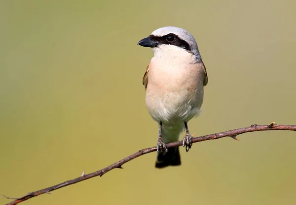 Εσωτερικη πορτρέτο του αρσενικό κόκκινο shrike υποστηρίζεται στο φως μαλακό πρωί — Φωτογραφία Αρχείου