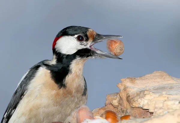 靠得非常近了片段的大斑啄木鸟榛子在嘴里。不寻常的灰蓝色背景上孤立. — 图库照片