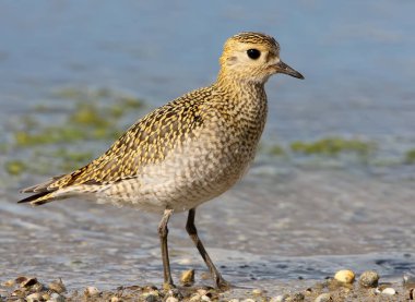 Extra close up and detailed portrait of golden plover in winter plumage. clipart