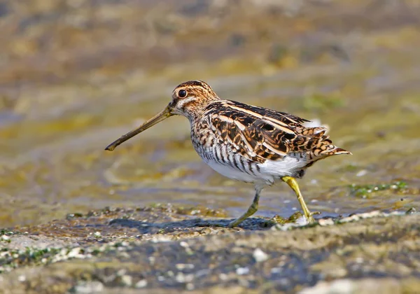 The common snipe (Gallinago gallinago)walking on the shore. — Stock Photo, Image