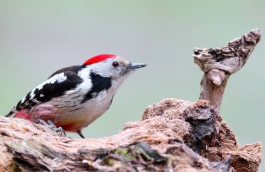 Orta benekli ağaçkakan Besleyici üzerinde kapat.