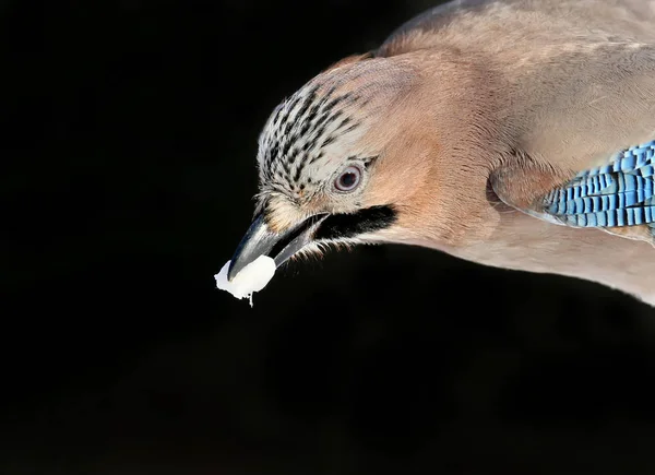 Very close up and detailed portrait of eurasian jay with a fat in beak on black background