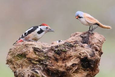 Gerçek bir kuş ve doldurulmuş kuş komik resimler