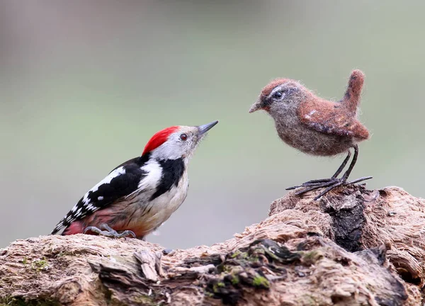 Z wypchane ptaki. Środku Dzięcioł z wypchane ptaki. Wren. — Zdjęcie stockowe