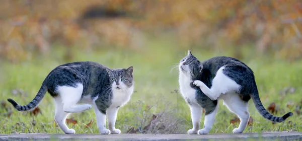 Due gatti a terra — Foto Stock