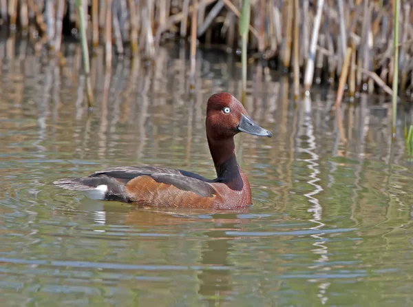 Un macho de pato ferruginoso de cerca — Foto de Stock