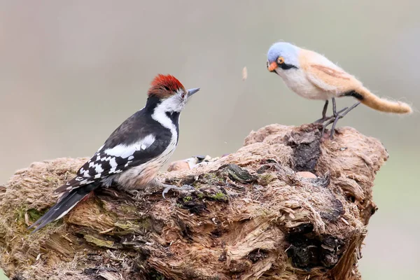 En riktig fågel och en uppstoppad fågel roliga bilder — Stockfoto