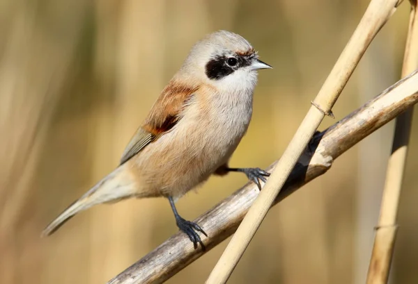 Adult pendulin tit on the reed — Stockfoto