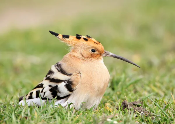 Fat hoopoe on the ground. — Stock Photo, Image