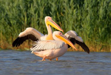 İki Pelikan suda yumuşak sabah ışığı beyaz.