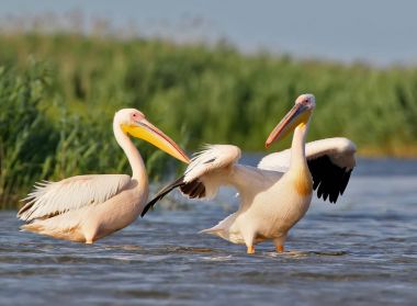 İki Pelikan suda yumuşak sabah ışığı beyaz.