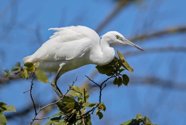 Ağaç üzerinde küçük beyaz balıkçıl