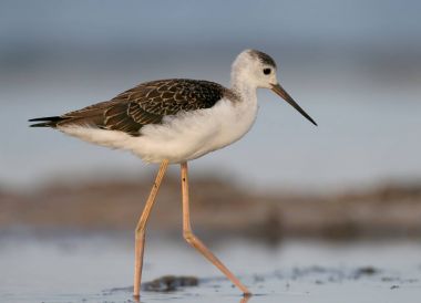 Su besleme Uzunbacak genç siyah kanatlı.