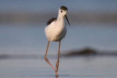 Su besleme Uzunbacak genç siyah kanatlı.