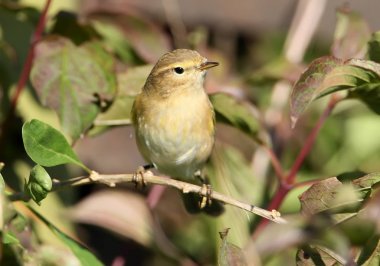 Willow çıvgın (Phylloscopus trochilus) yakından