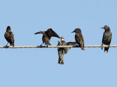 Elektrikli tel sıradışı görünümü üzerinde ortak sığırcık