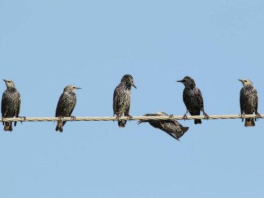 Elektrikli tel sıradışı görünümü üzerinde ortak sığırcık