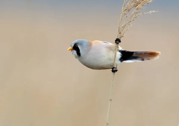 Male bearded tit on nice bedge background — Stockfoto