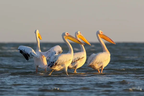 A flock of white pelican stand on the water  in morning light — Stock Photo, Image