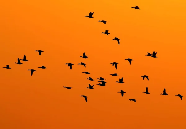 Siluetas de las aves retroiluminación ... — Foto de Stock