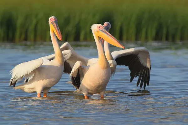 Kleine Herde von weißen Pelikanen stehen im Wasser in sanftem Sonnenlicht — Stockfoto