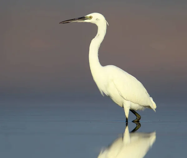 Pequena garça branca na água com reflexo na luz da manhã agradável — Fotografia de Stock