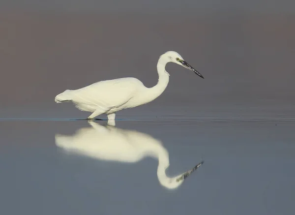 Pequena garça branca na água com reflexo na luz da manhã agradável — Fotografia de Stock