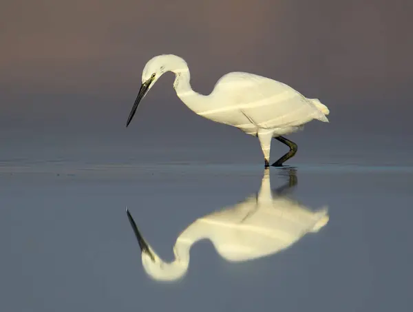 Pequena garça branca na água com reflexo na luz da manhã agradável — Fotografia de Stock