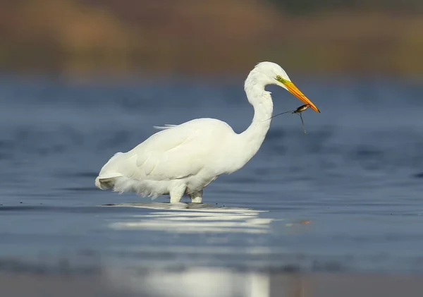 Gran garza blanca con peces en el pico de cerca en la luz roja de la mañana . — Foto de Stock