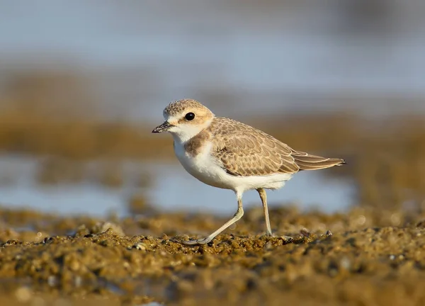 シロチドリ (Charadrius アレクサンドリアの肖像画を間近します。) — ストック写真