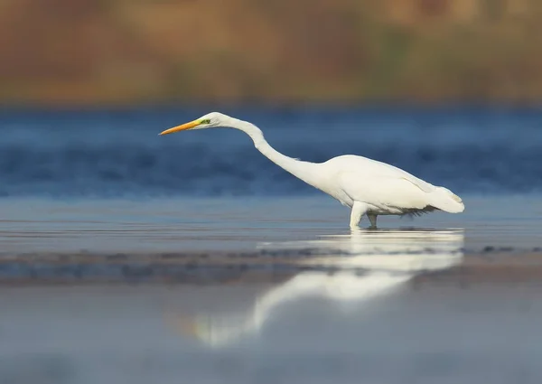 Grande garça branca pesca na água no início da manhã . — Fotografia de Stock