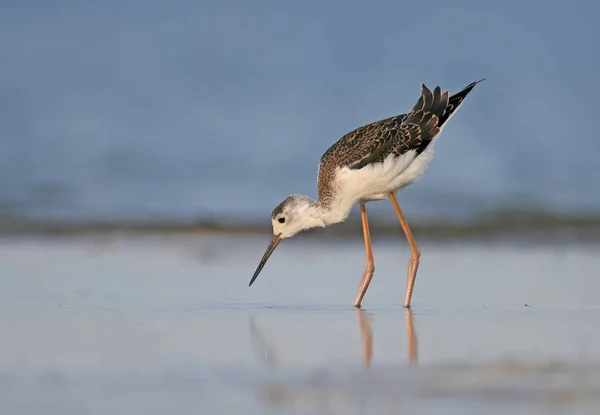 Ung svart winged stilt utfodring på vattnet. — Stockfoto