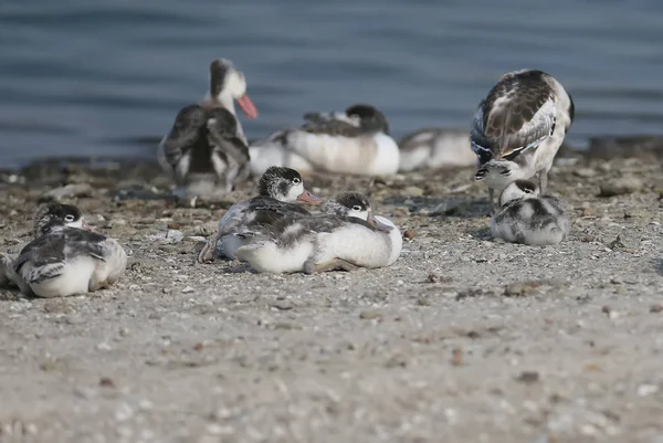 Mláďata shelduck na zbytek — Stock fotografie