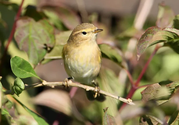 O warbler de salgueiro (Phylloscopus trochilus) de perto — Fotografia de Stock