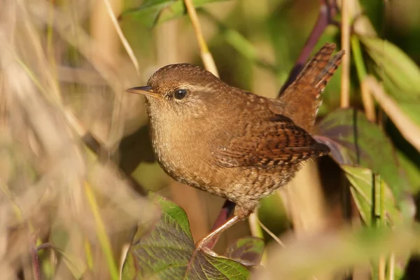 Eurásia wren muito perto em luz suave manhã — Fotografia de Stock