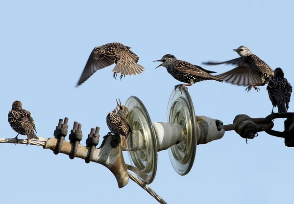 Elektrikli tel sıradışı görünümü üzerinde ortak sığırcık — Stok fotoğraf